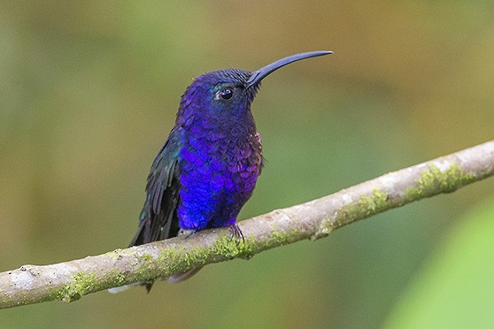 Violet Sabrewing - ML638266163