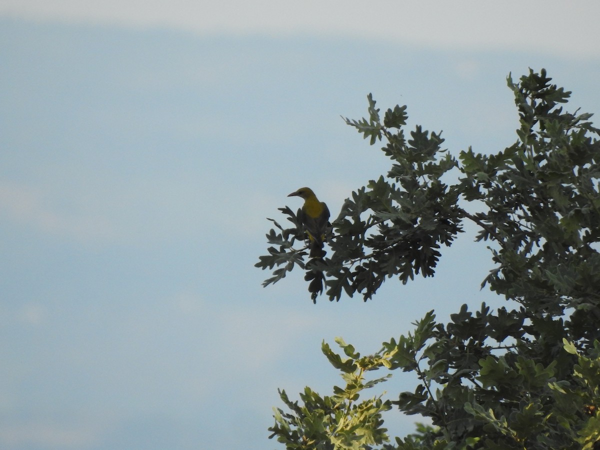 Eurasian Golden Oriole - ML638266171