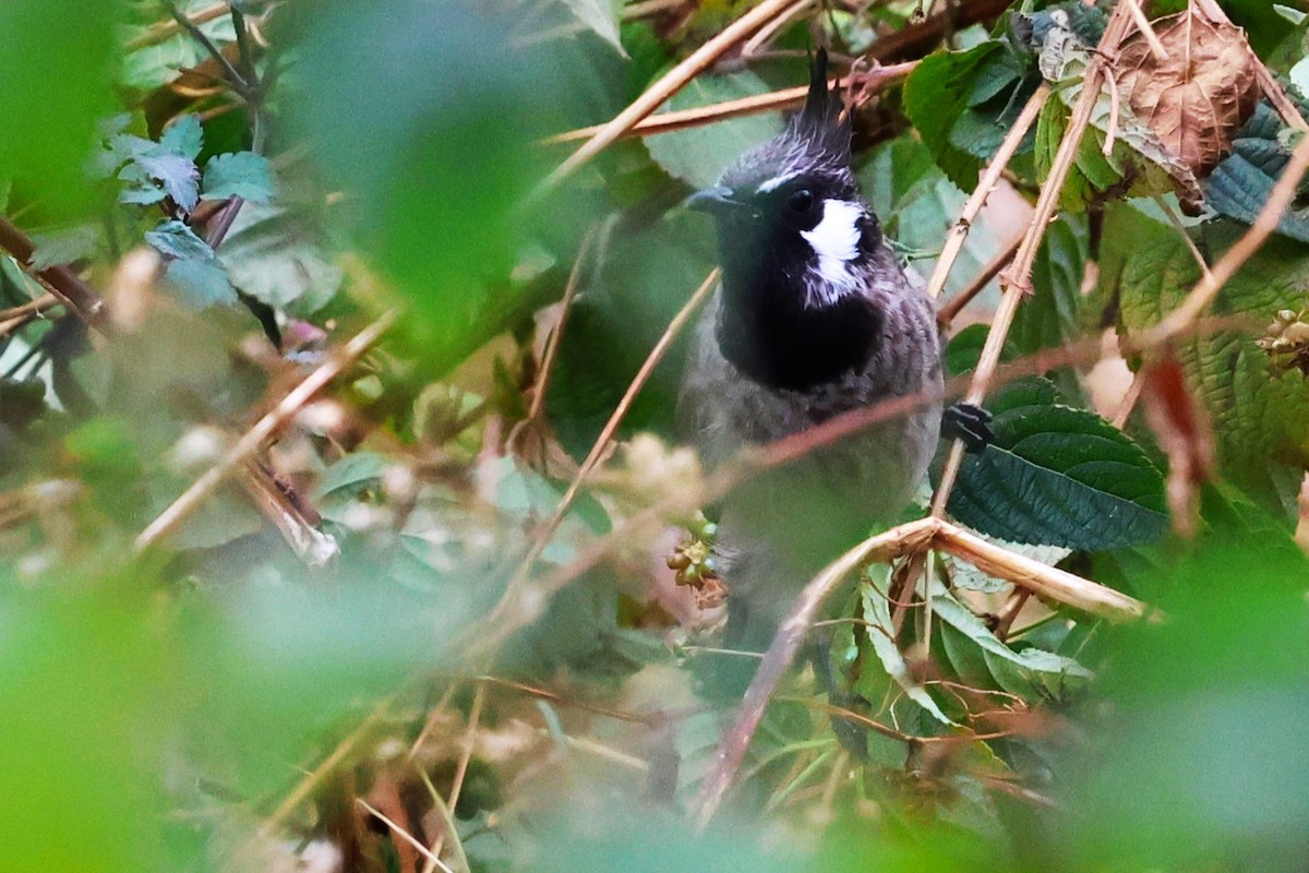 Himalayan Bulbul - ML638266183