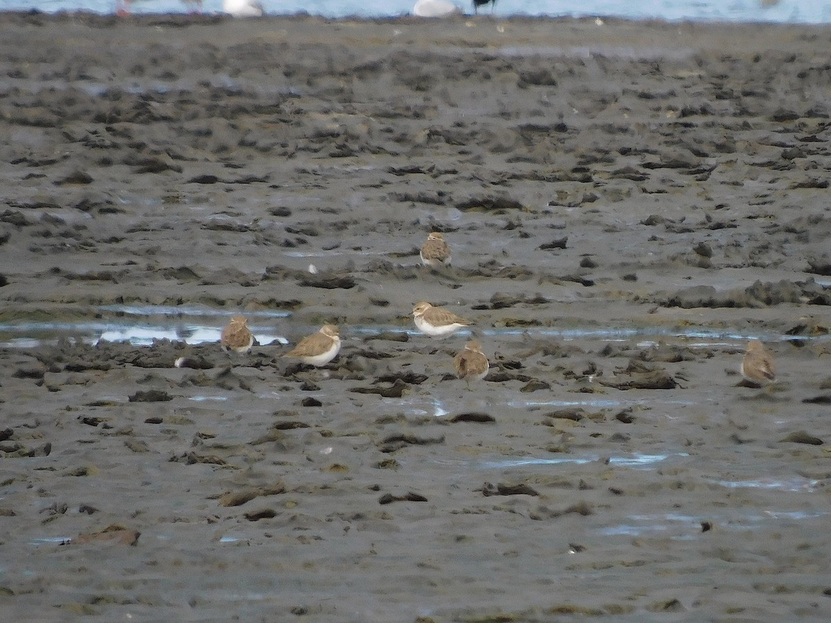 Double-banded Plover - ML638266190