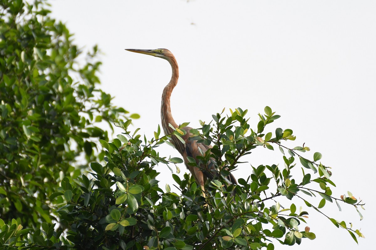 Purple Heron - ML638266212