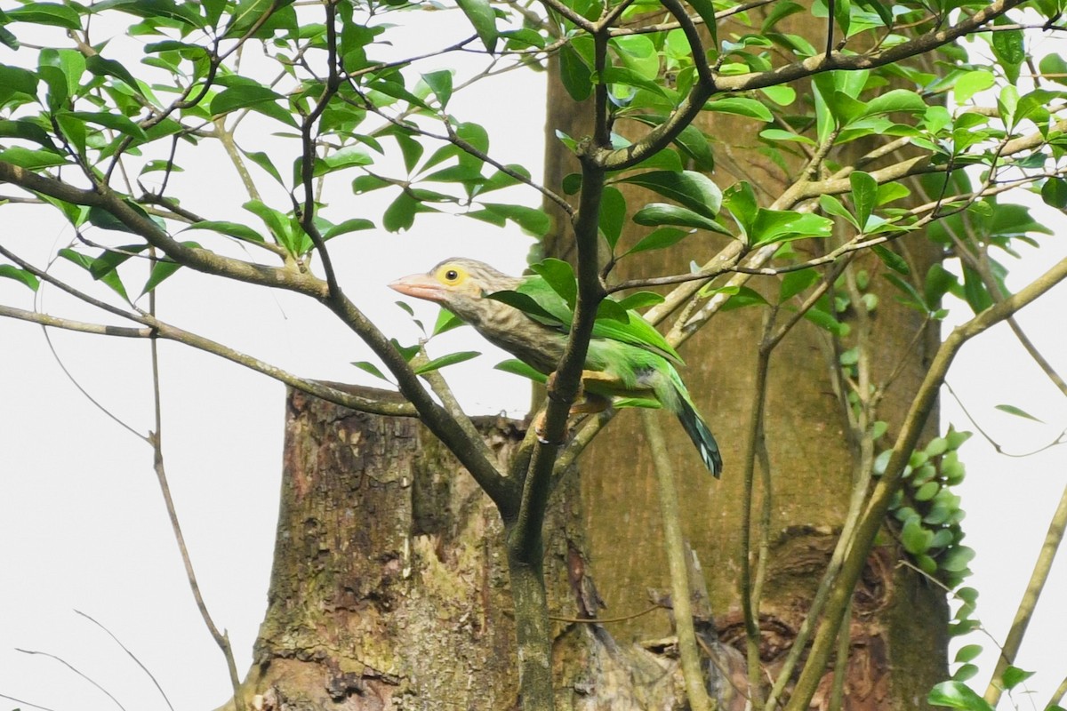 Lineated Barbet - ML638266219
