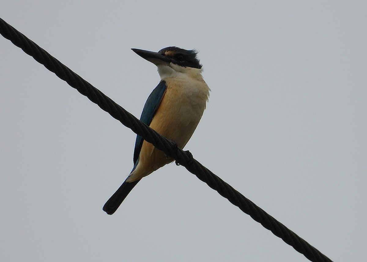 Sacred Kingfisher - ML638266227