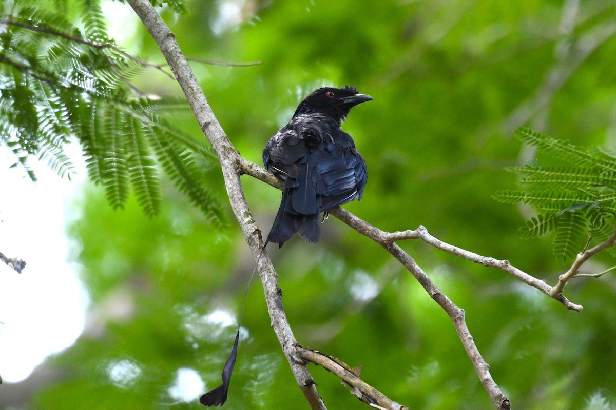 Greater Racket-tailed Drongo - ML638266228