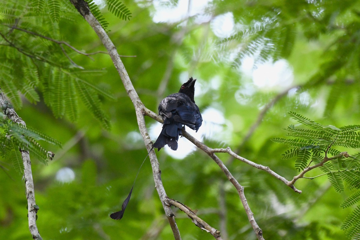 Greater Racket-tailed Drongo - ML638266230