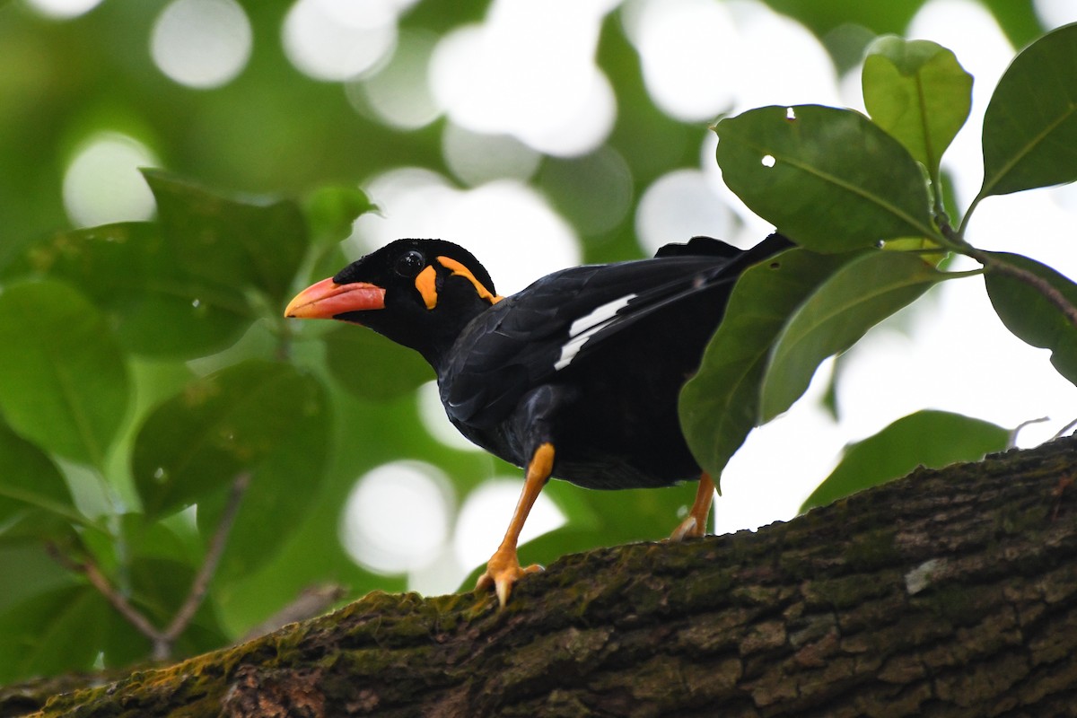 Common Hill Myna - ML638266243