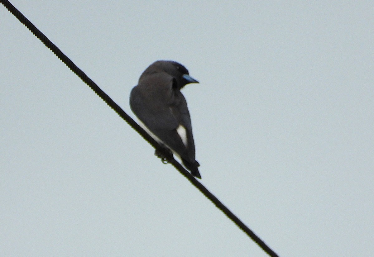White-breasted Woodswallow - ML638266246