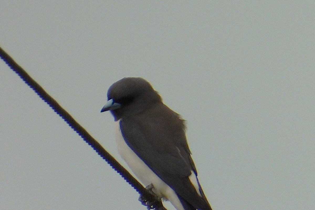 White-breasted Woodswallow - ML638266247