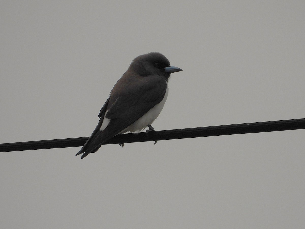 White-breasted Woodswallow - ML638266248