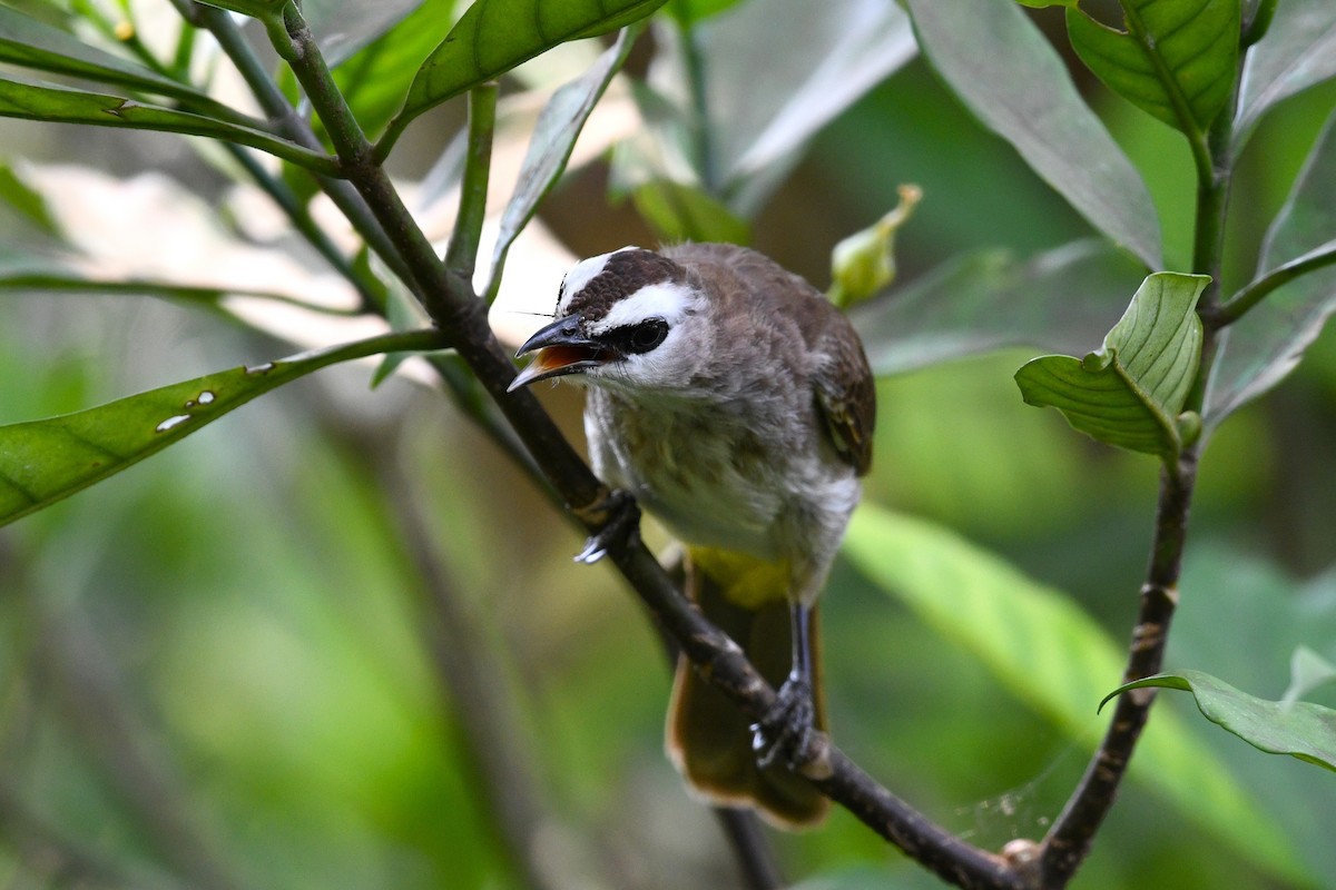 Yellow-vented Bulbul - ML638266249