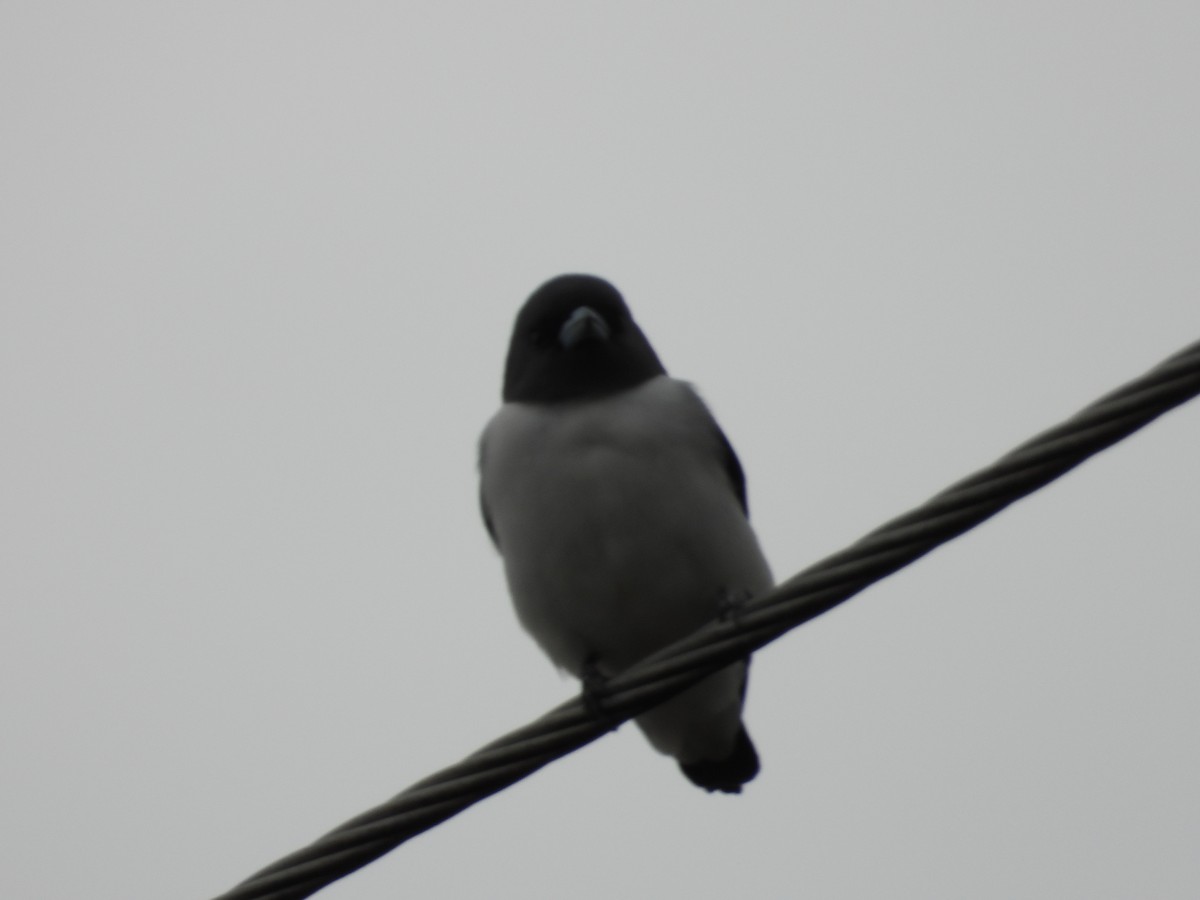 White-breasted Woodswallow - ML638266252