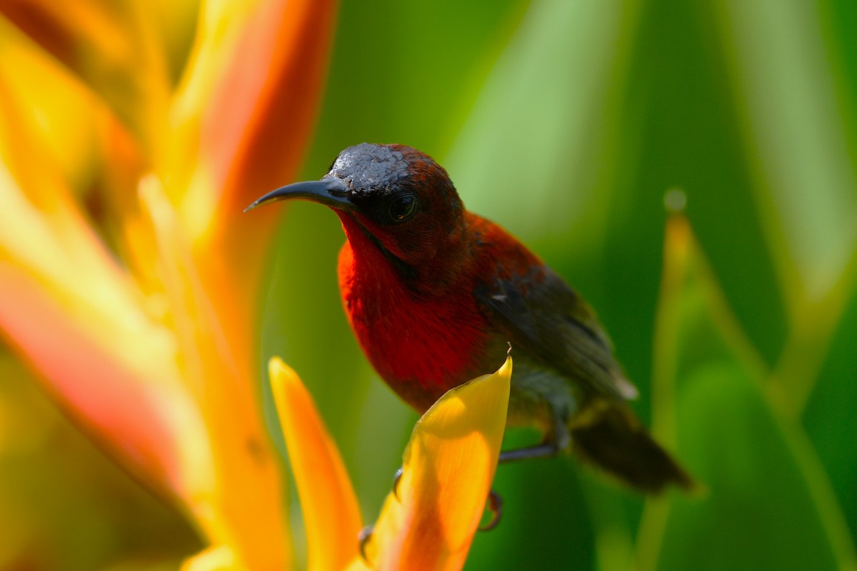 Crimson Sunbird - ML638266254