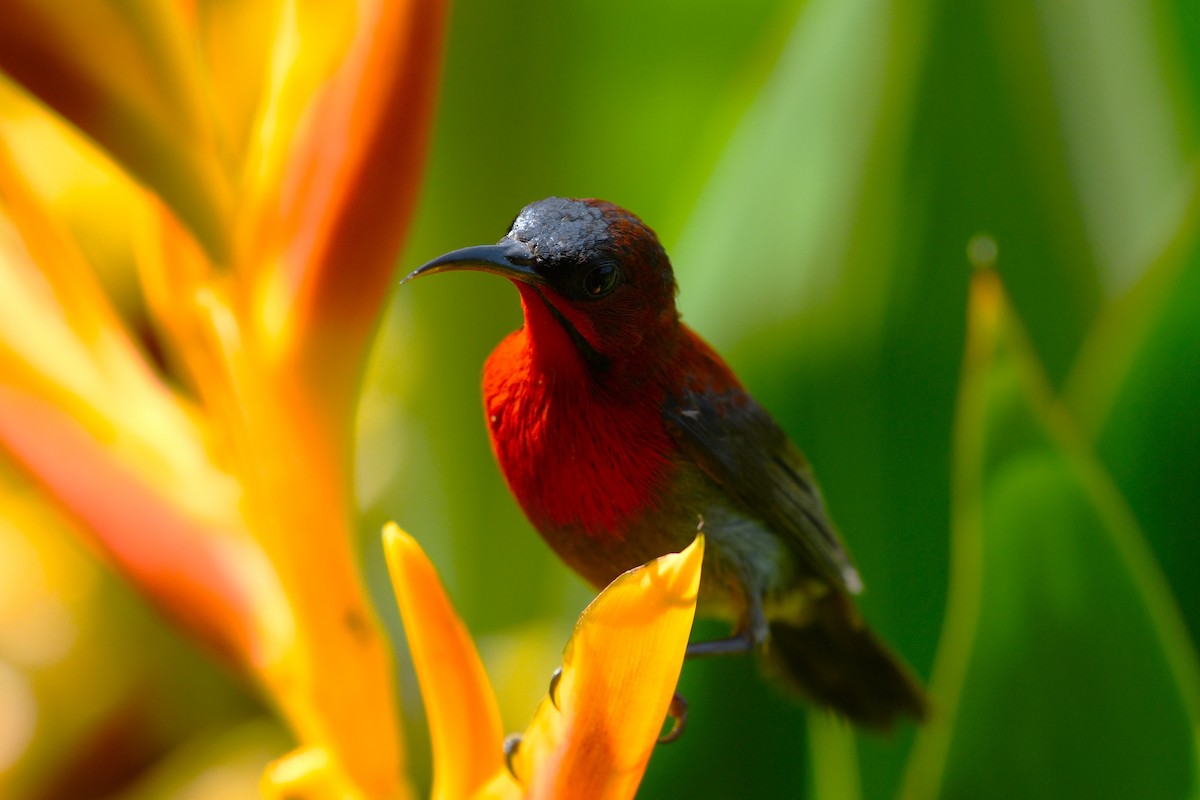 Crimson Sunbird - ML638266255