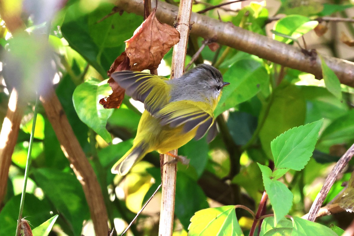 Gray-hooded Warbler - ML638266256