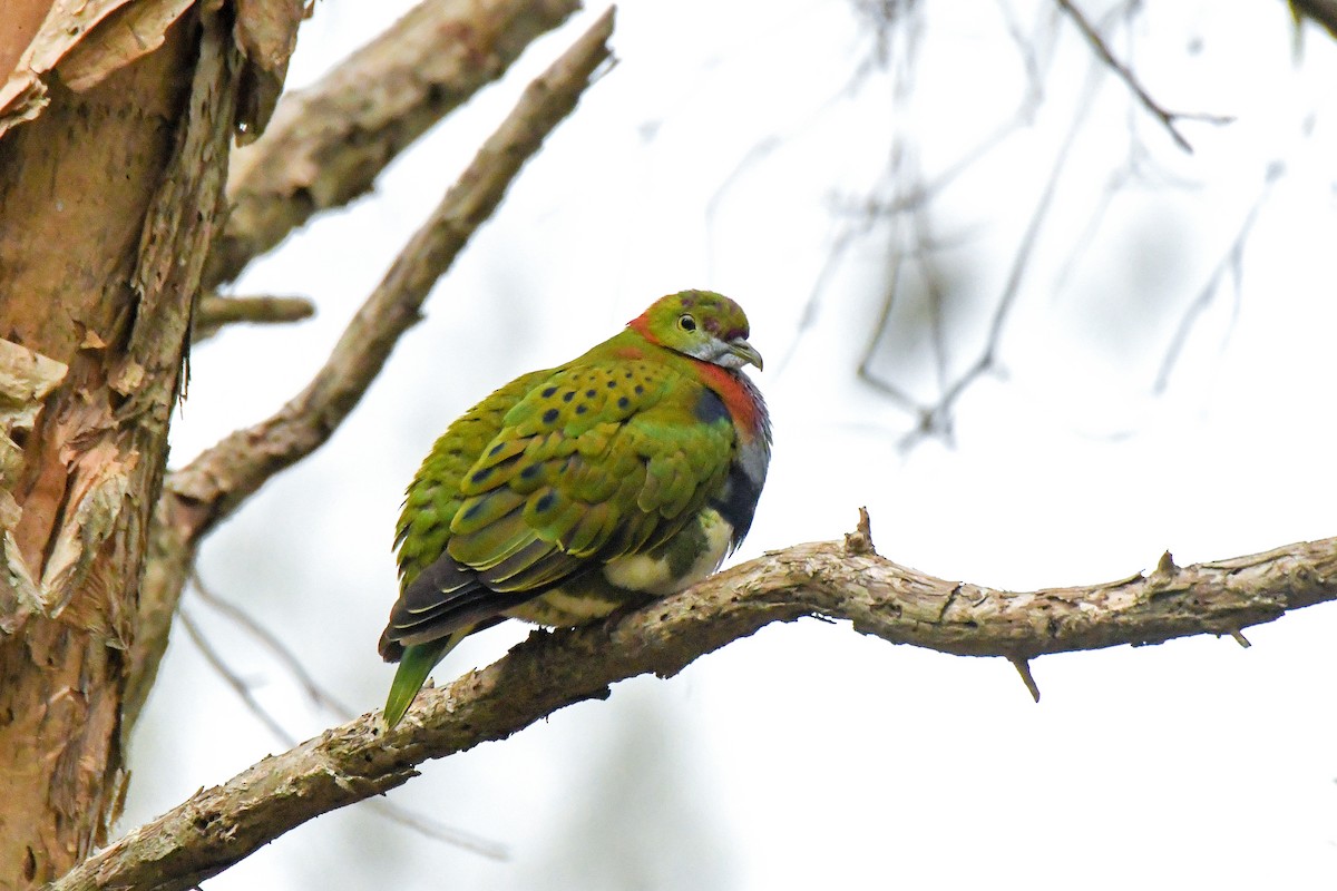 Superb Fruit-Dove - ML638266267
