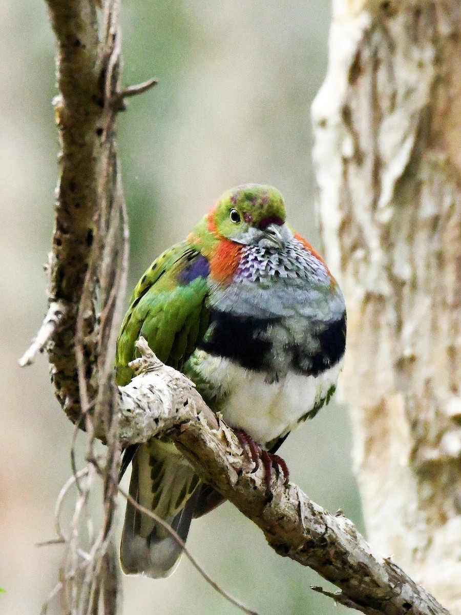 Superb Fruit-Dove - ML638266269