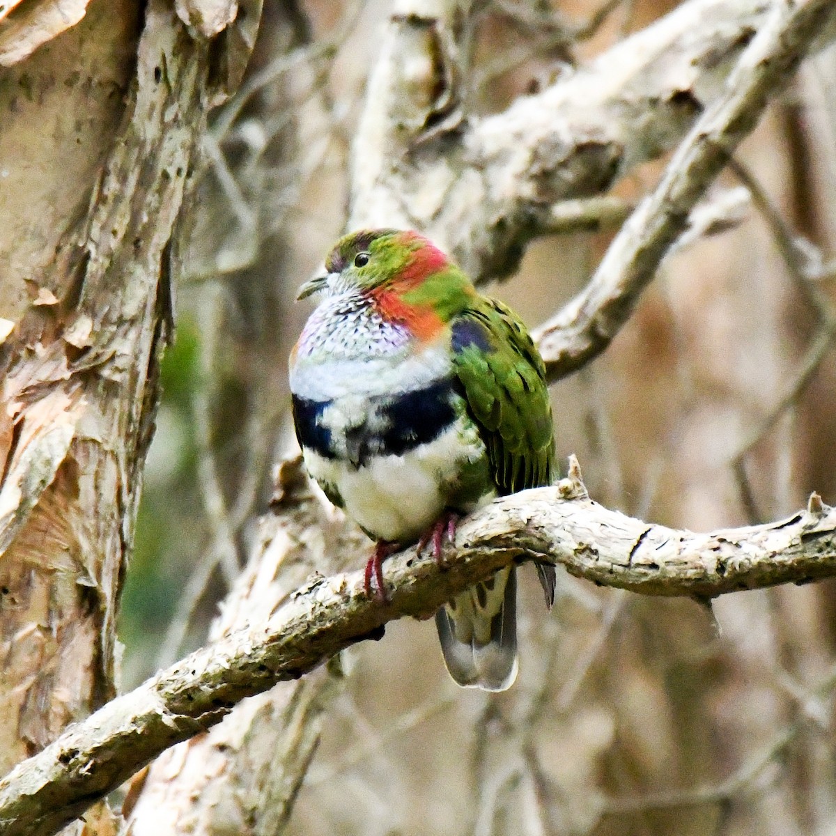 Superb Fruit-Dove - ML638266270