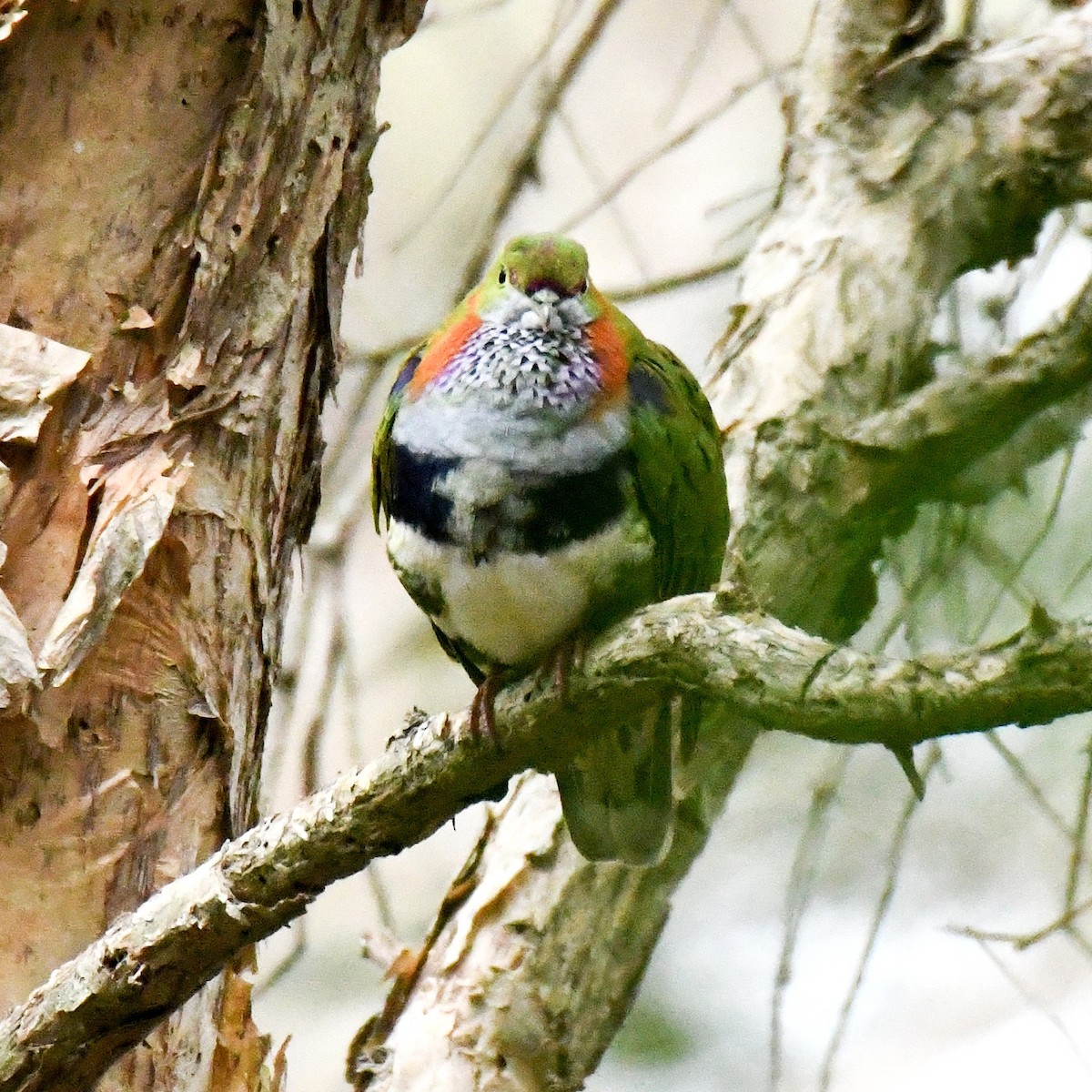 Superb Fruit-Dove - ML638266271