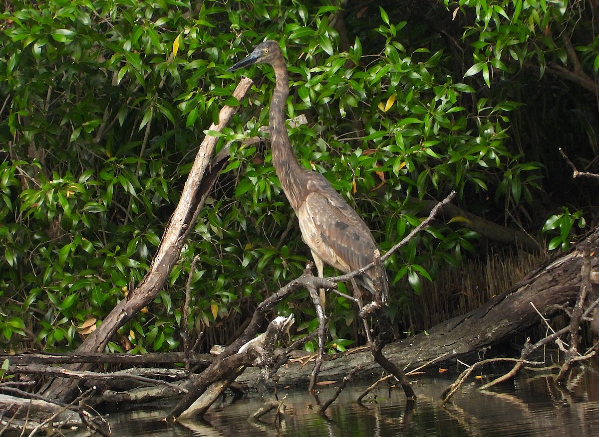 Great-billed Heron - ML638266275