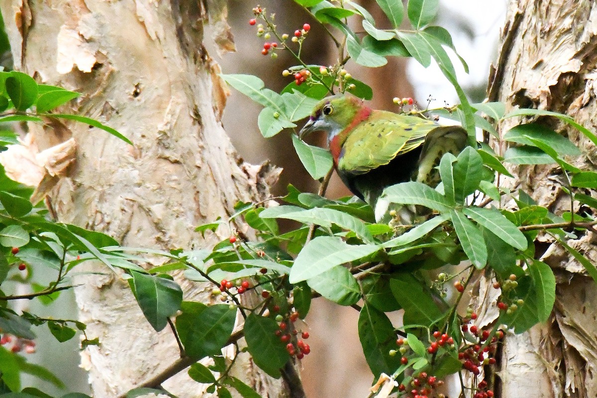 Superb Fruit-Dove - ML638266276