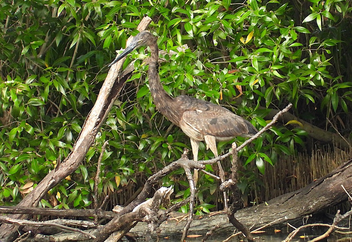 Great-billed Heron - ML638266281