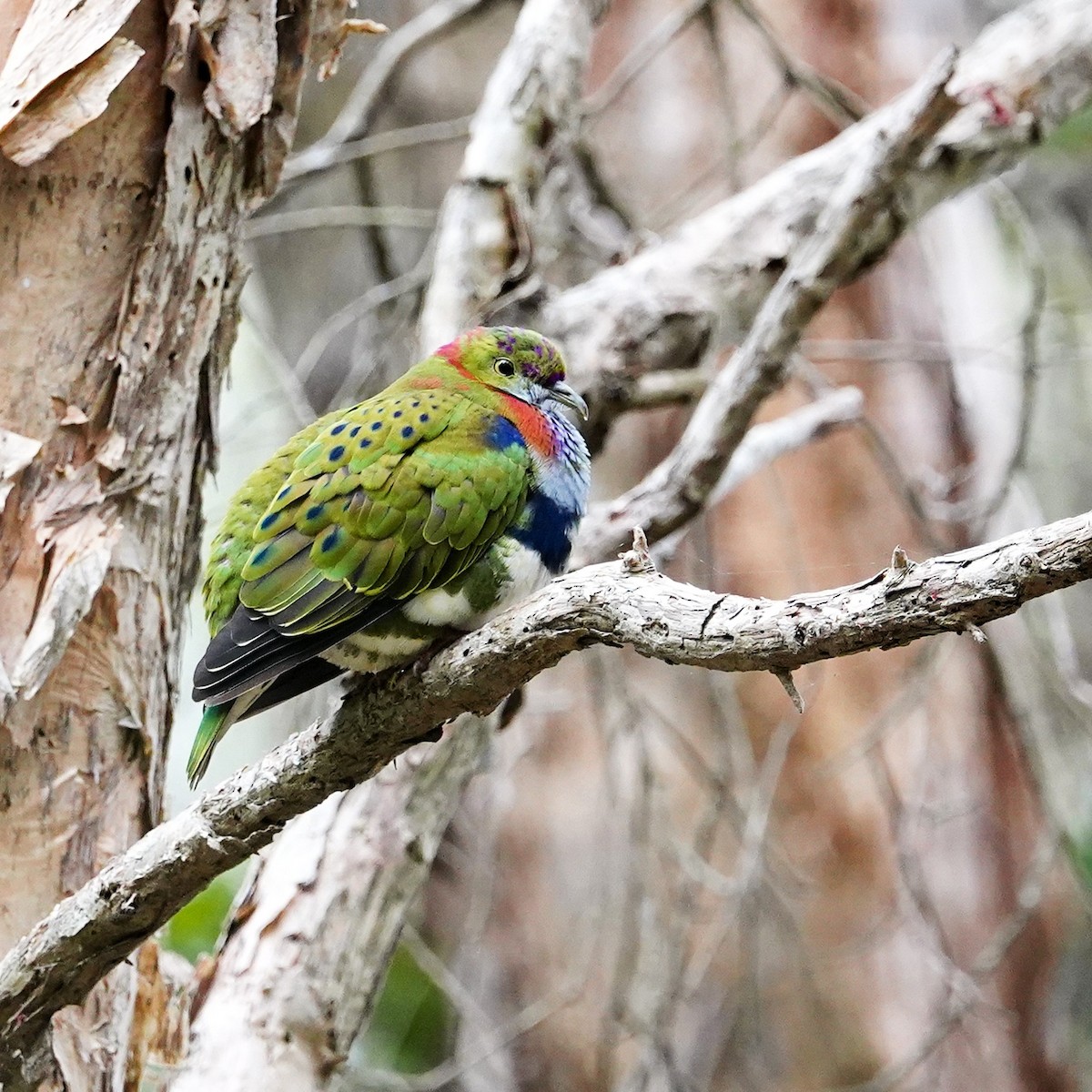 Superb Fruit-Dove - ML638266283