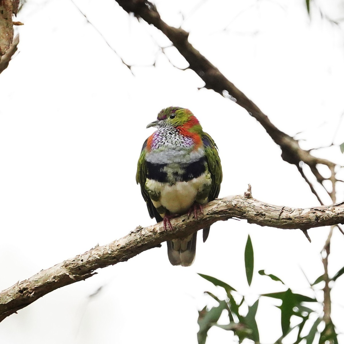 Superb Fruit-Dove - ML638266287
