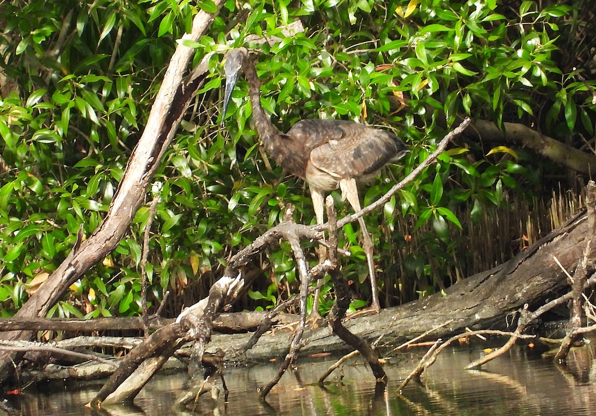 Great-billed Heron - ML638266288