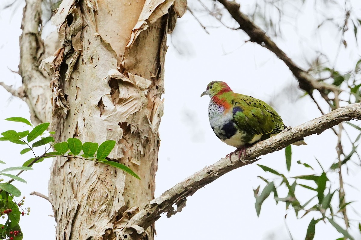 Superb Fruit-Dove - ML638266289