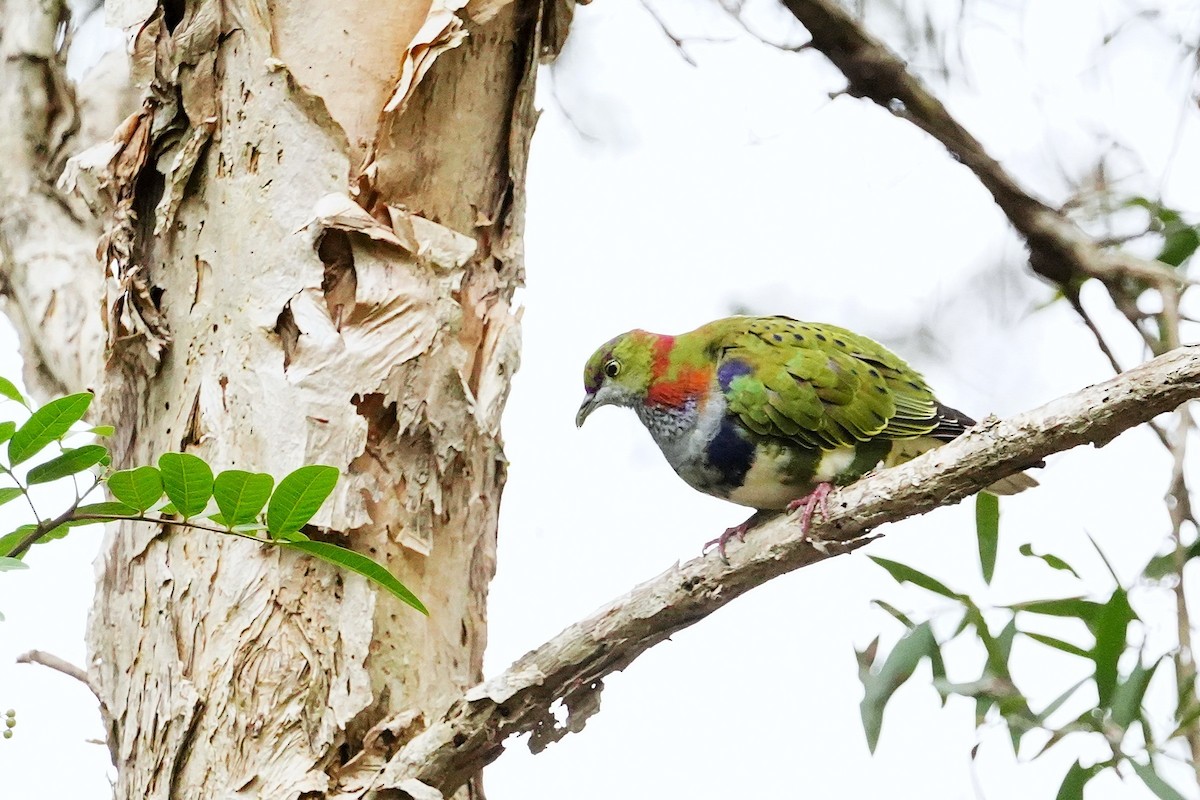 Superb Fruit-Dove - ML638266290