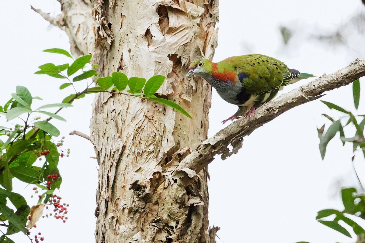 Superb Fruit-Dove - ML638266292