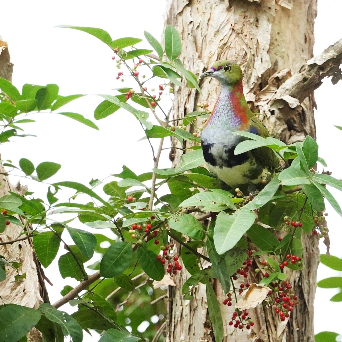 Superb Fruit-Dove - ML638266294