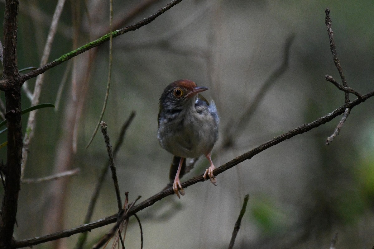 Common Tailorbird - ML638266297