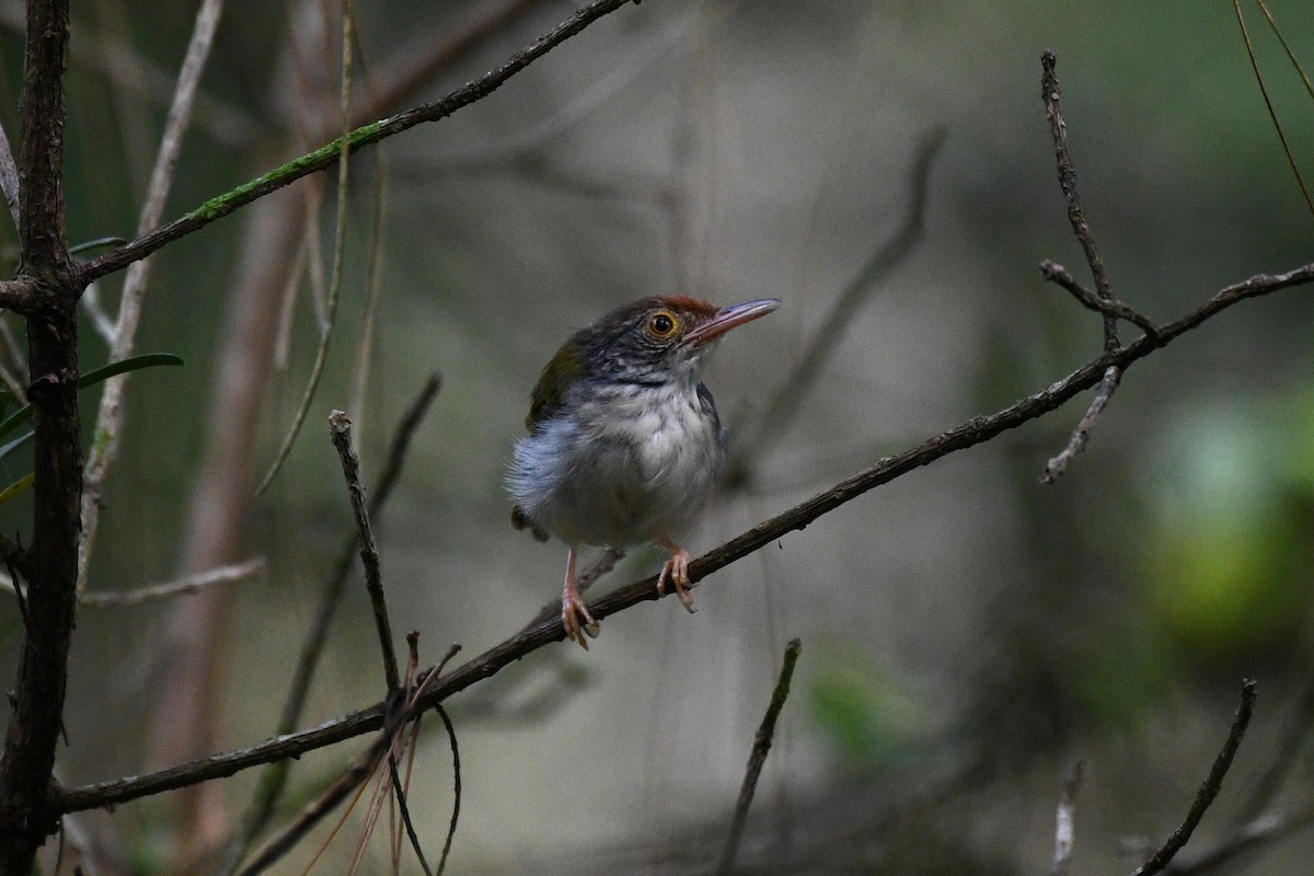 Common Tailorbird - ML638266298