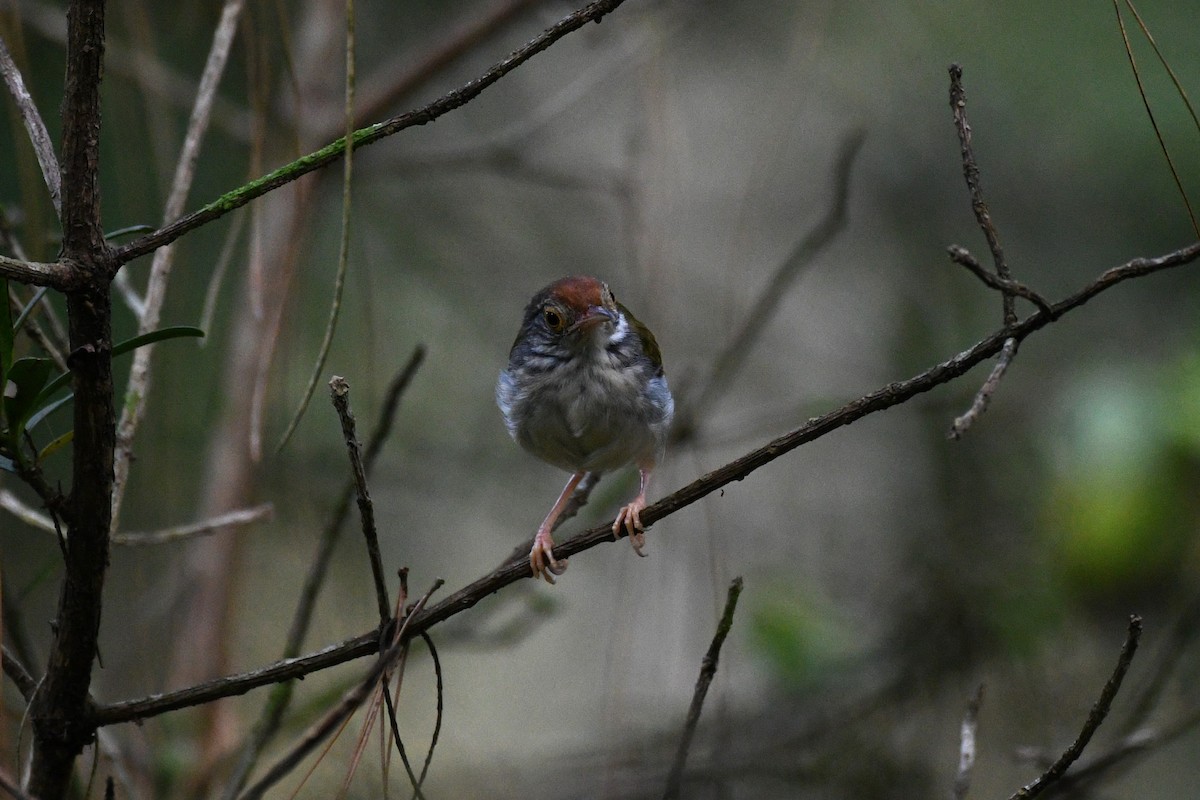 Common Tailorbird - ML638266299