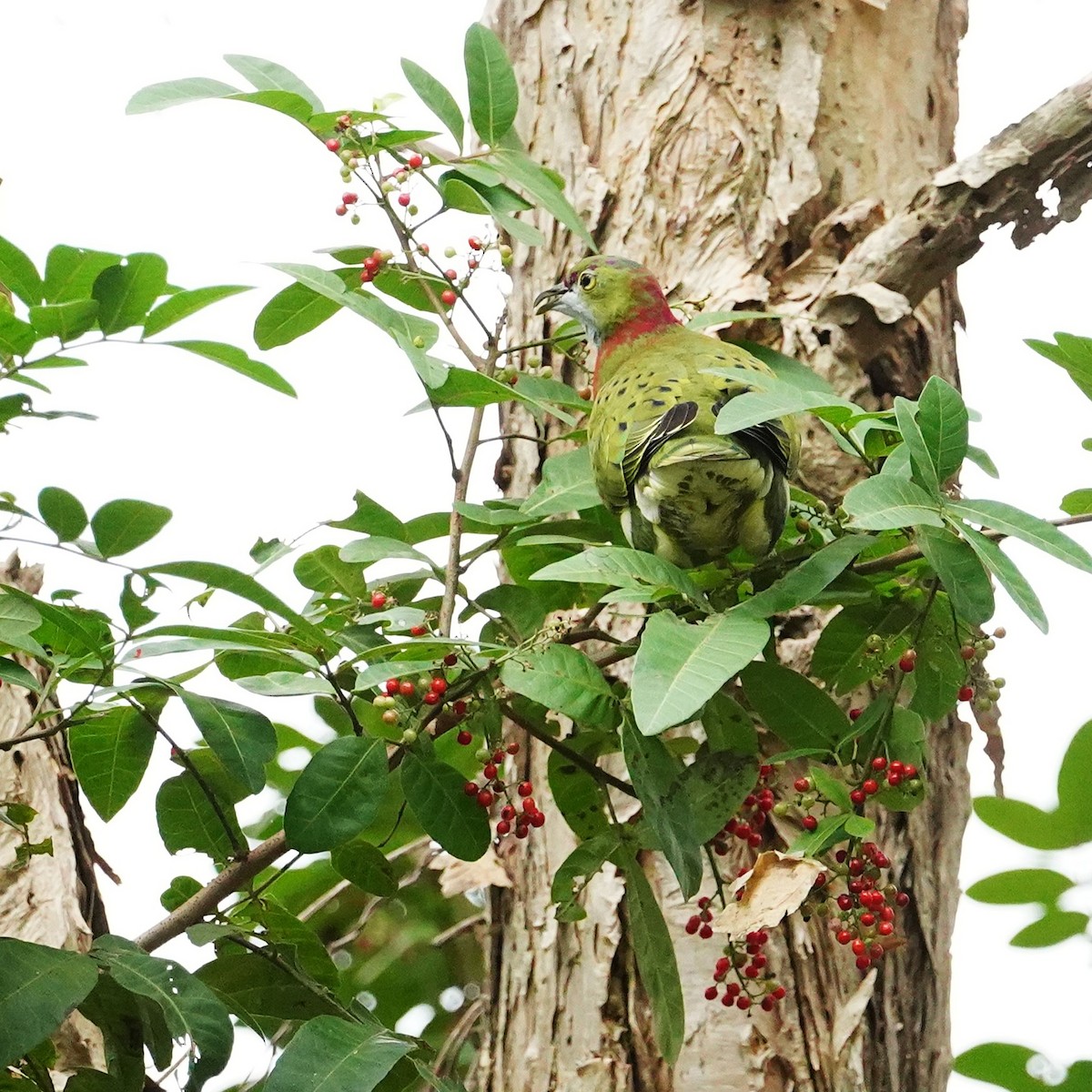 Superb Fruit-Dove - ML638266301