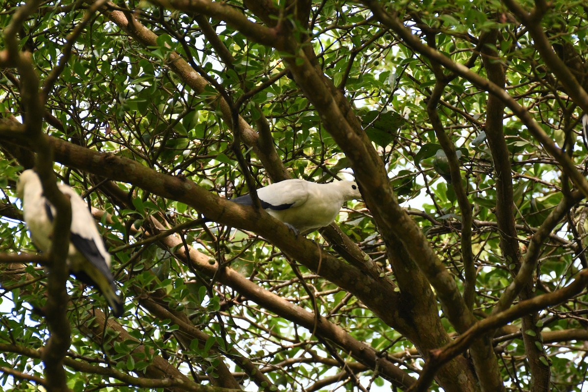 Pied Imperial-Pigeon - ML638266307