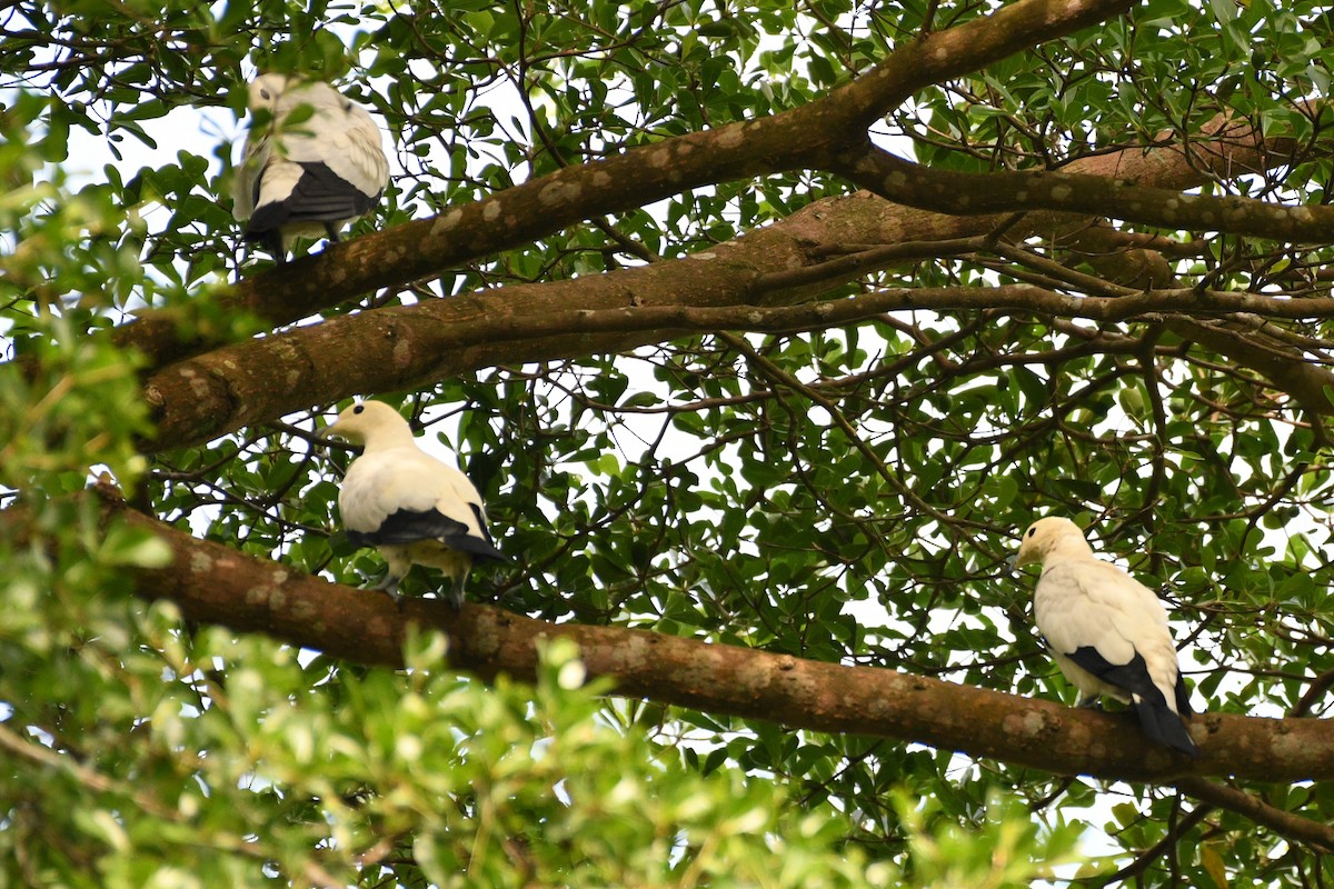 Pied Imperial-Pigeon - ML638266308