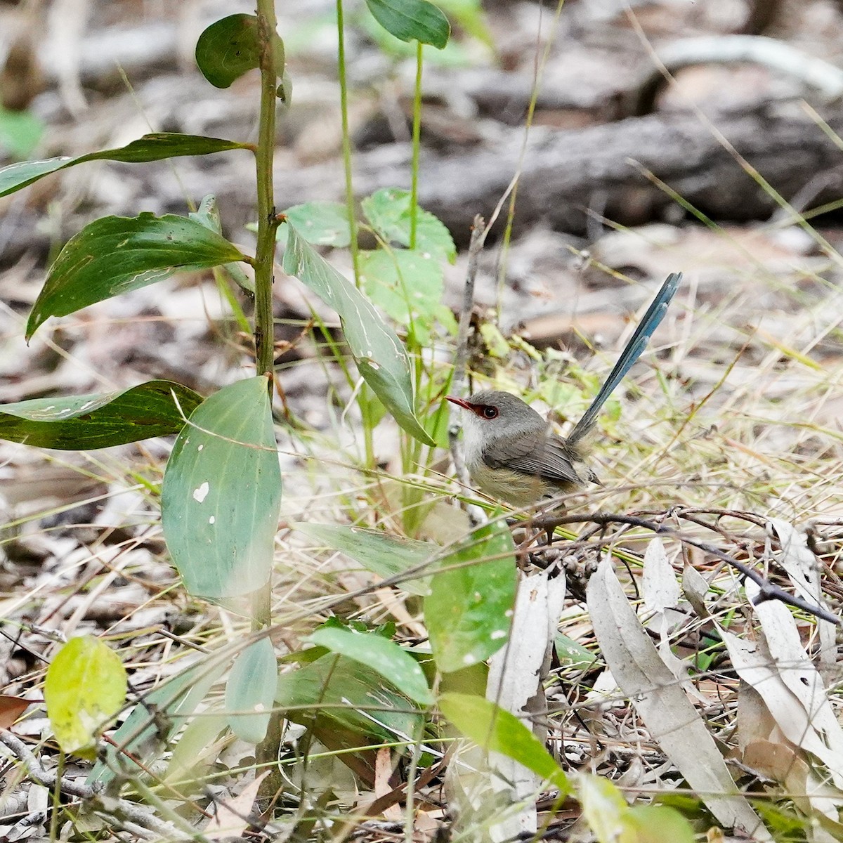 Variegated Fairywren - ML638266311