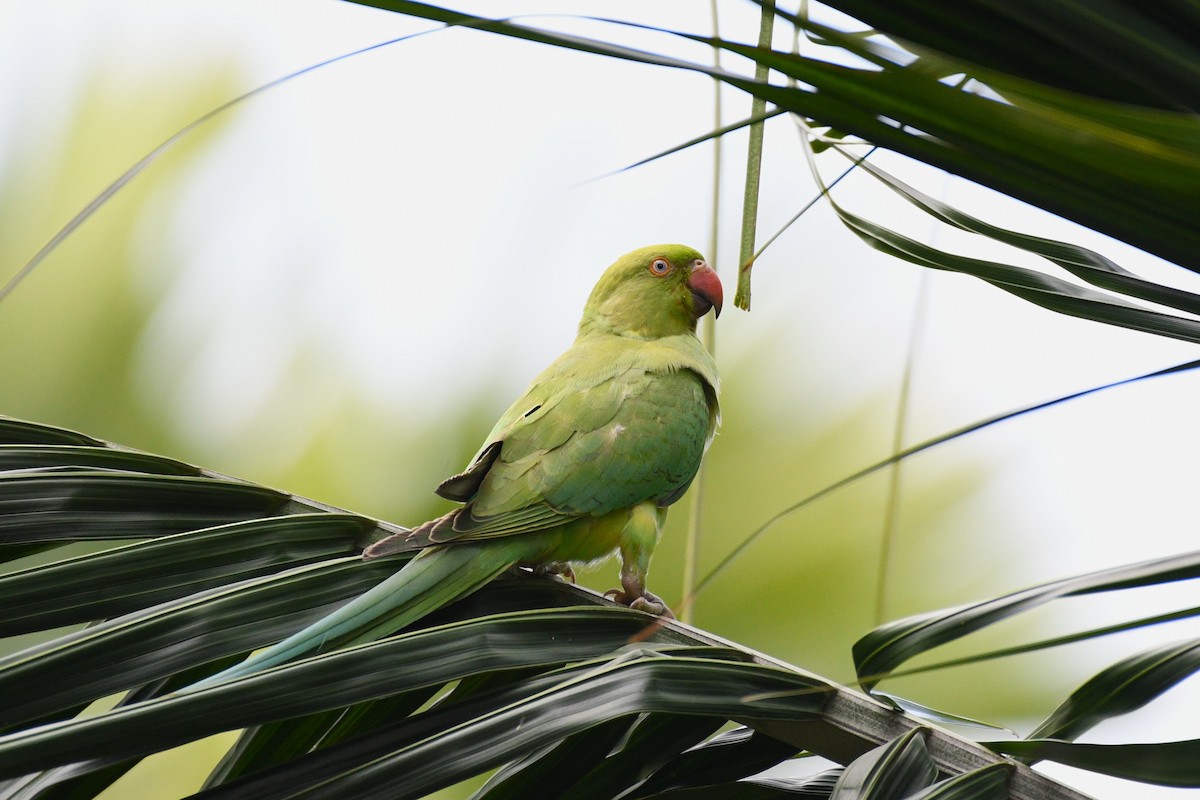 Rose-ringed Parakeet - ML638266324