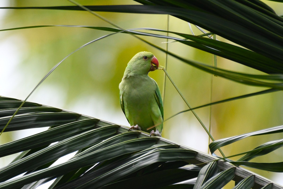Rose-ringed Parakeet - ML638266325