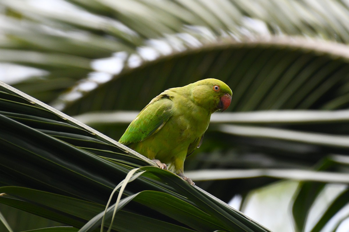 Rose-ringed Parakeet - ML638266326