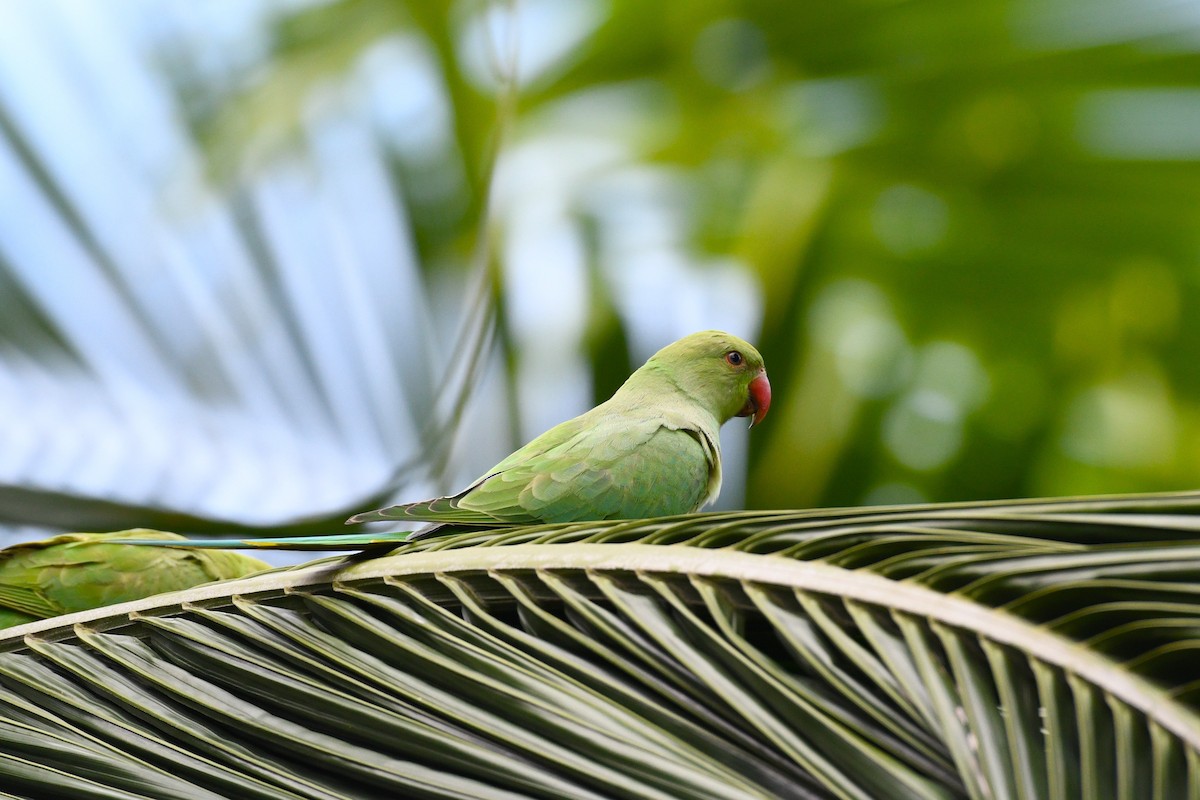 Rose-ringed Parakeet - ML638266327