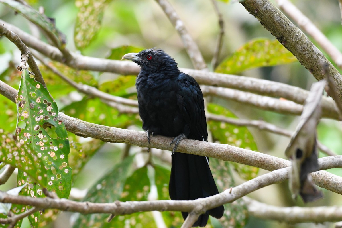 kukačka koel - ML638266335