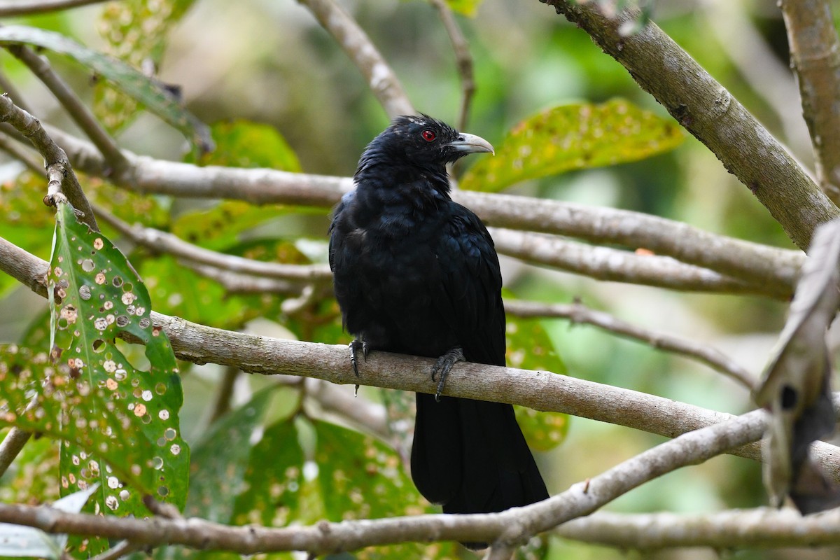 kukačka koel - ML638266336