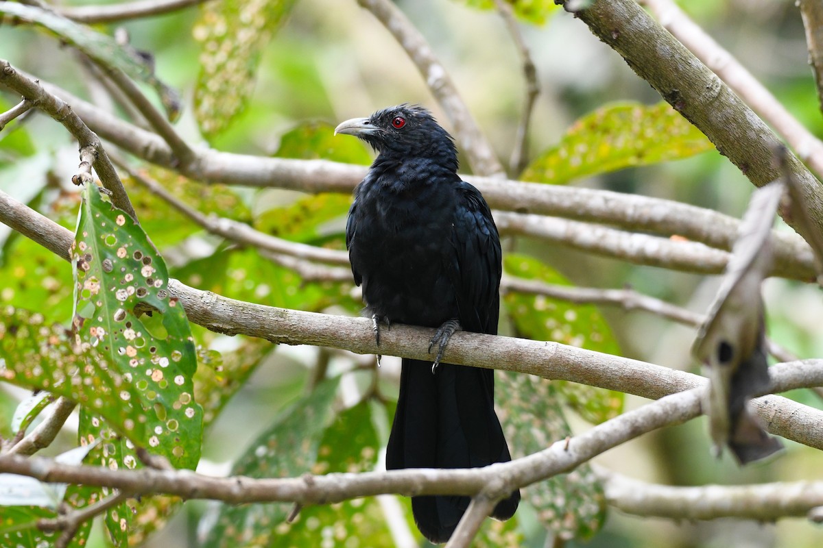 kukačka koel - ML638266337
