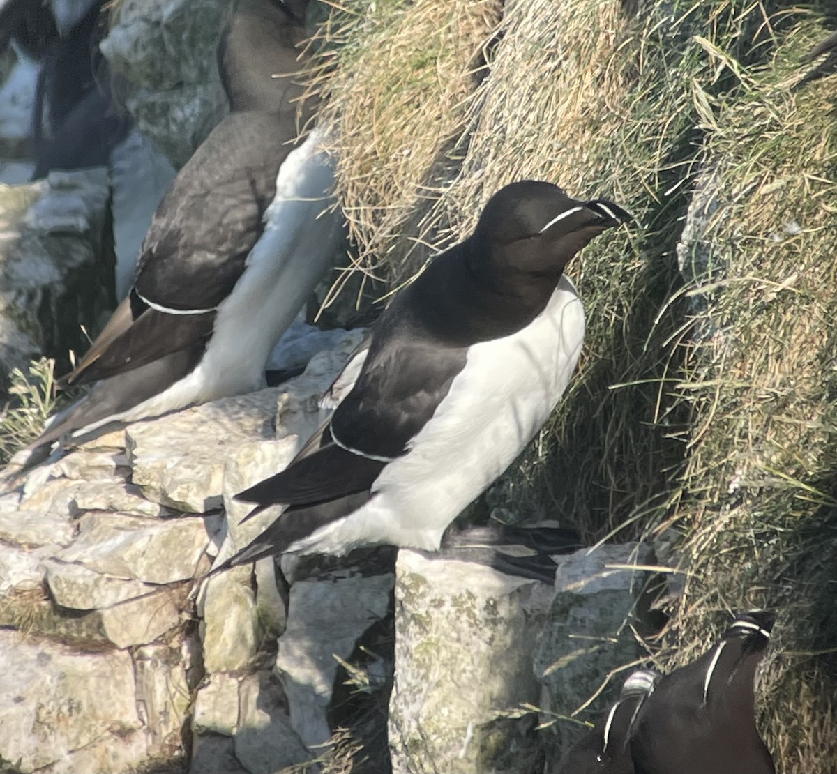 Razorbill - ML638266338