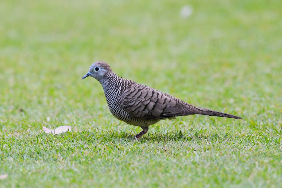 Zebra Dove - ML638266344