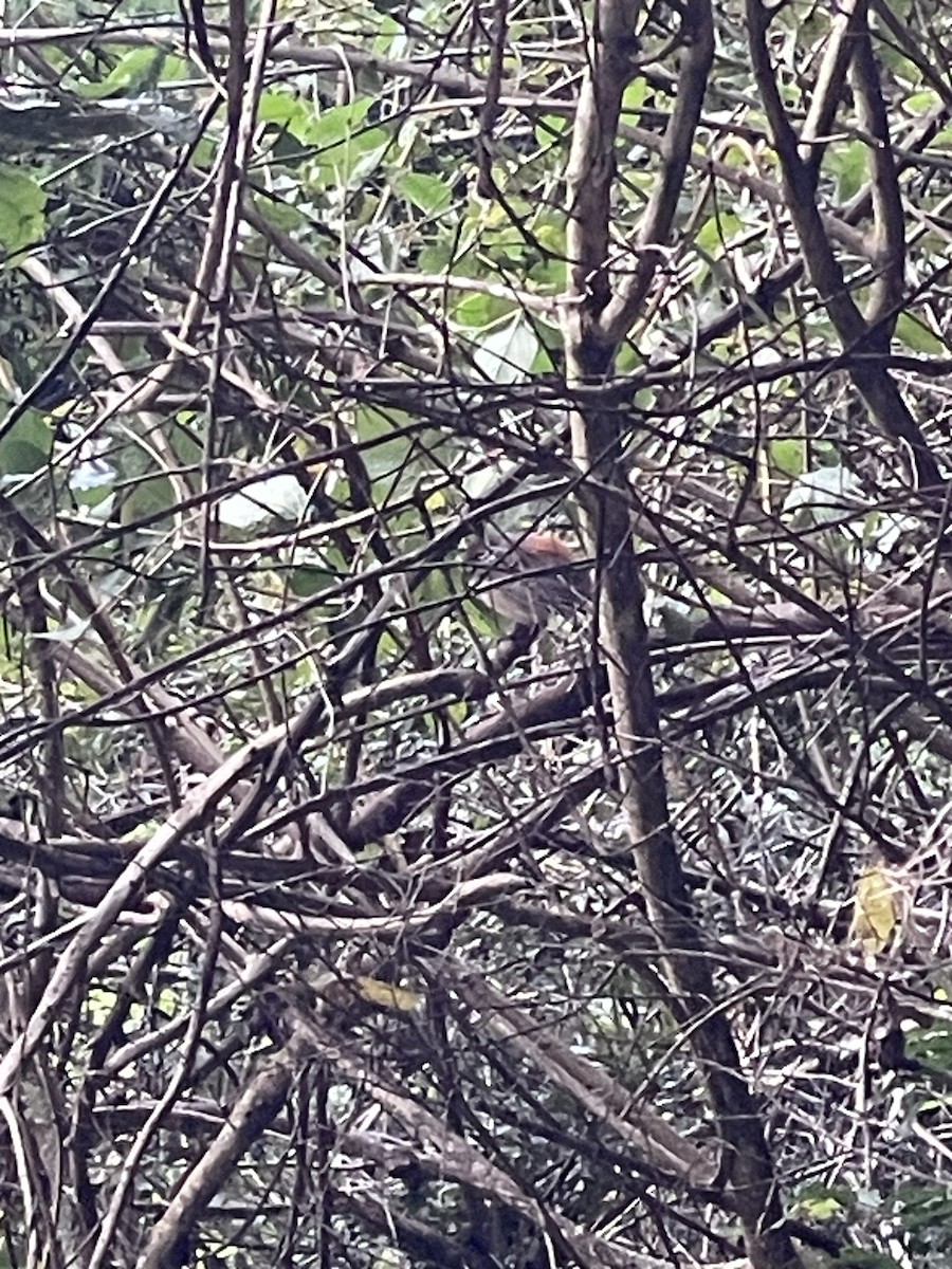 Australian Rufous Fantail - ML638266346