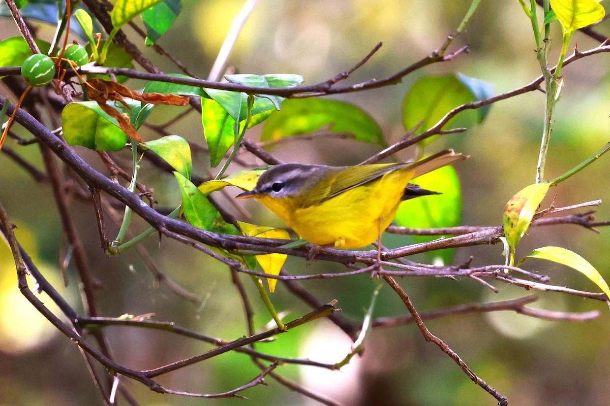 Gray-hooded Warbler - ML638266349